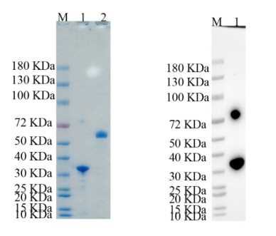 Reducing 4%-20% SDS-PAGE (CBB stained) and WB (Anti-His Mouse Monoclonal antibody) analysis profiles of purified HMOX2.
1.HMOX2: 1 μg
2.BSA: 1 μg